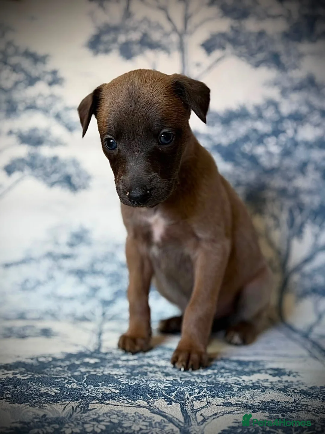 Mixed Breed dogs for sale: Bedlington whippet puppies  - Advert 8