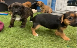 Mixed Breed dogs for sale: Border Terrier cross  - Image 10