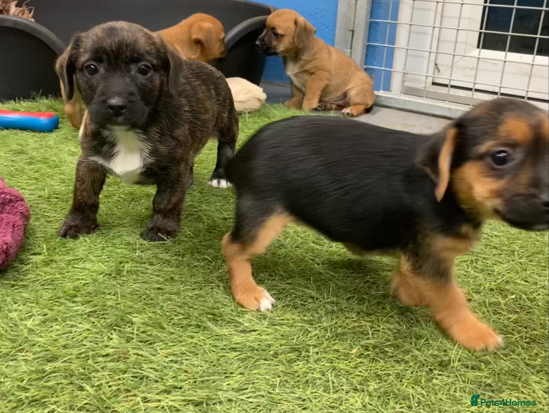 Mixed Breed dogs for sale: Border Terrier cross  - Image 10