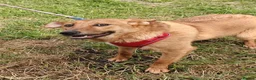Mixed Breed dogs for adoption: ❤️🐶 YARA – FULL OF GENTLE LOVE in Folkestone - Advert 4