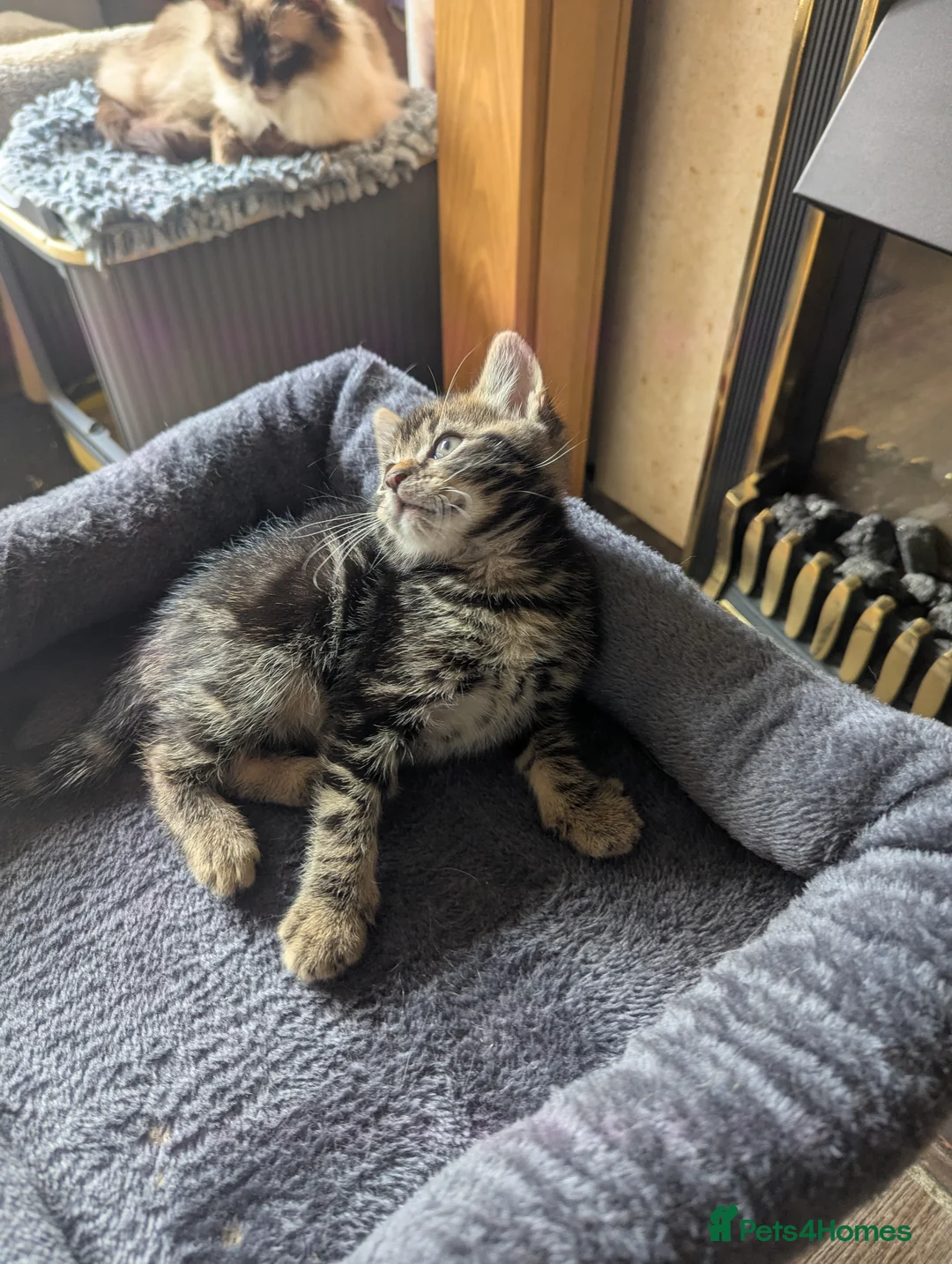 Mixed Breed cats for sale: Beautiful British short hair X - Advert 12