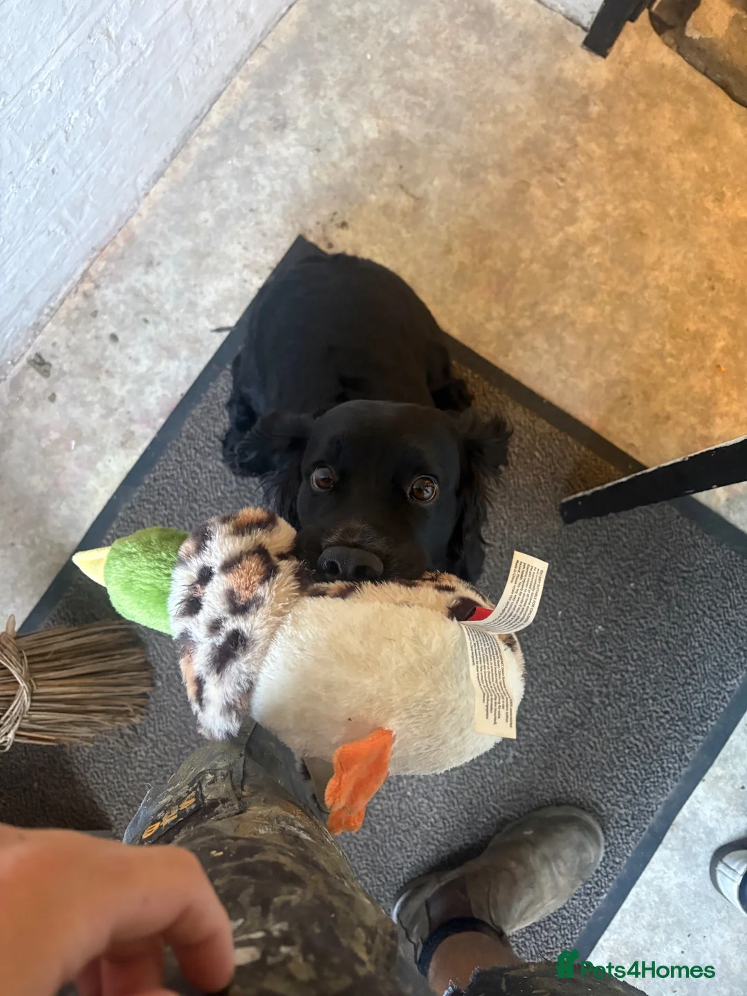 Cocker Spaniel dogs for stud: Stud Available (Working Cocker)  in Cheltenham - Advert 2