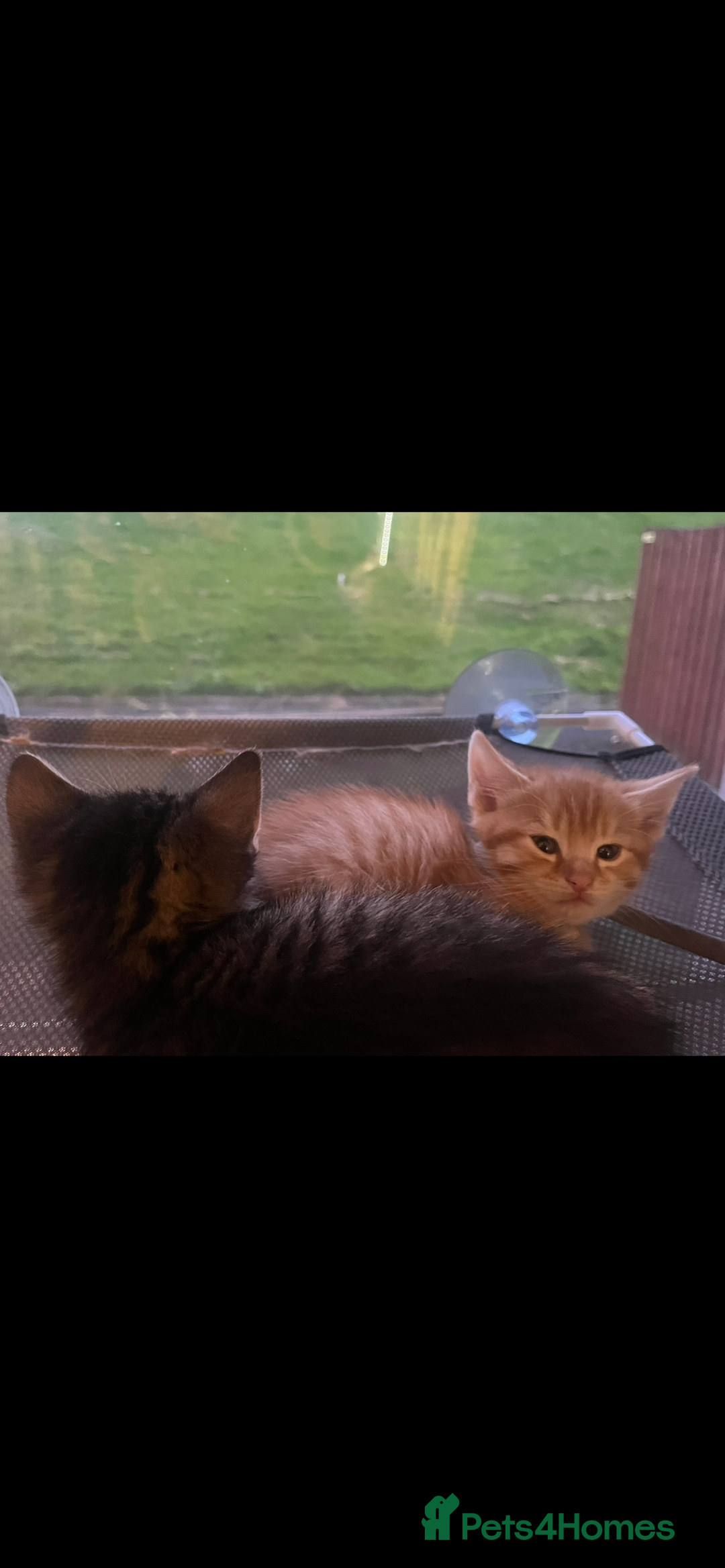 Mixed Breed cats for sale: Kittens for sale  - Image 4