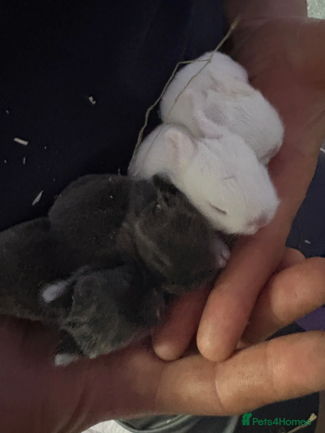 Netherland Dwarf rabbits for sale: Netherland dwarfs  - Advert 2