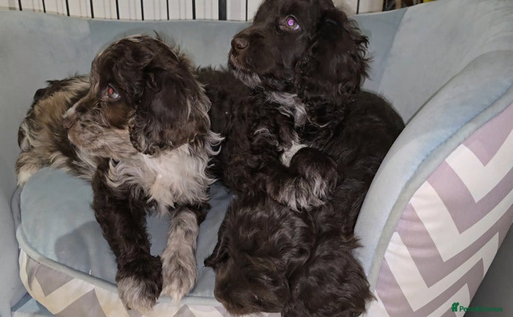 Cockapoo dogs - Advert 11