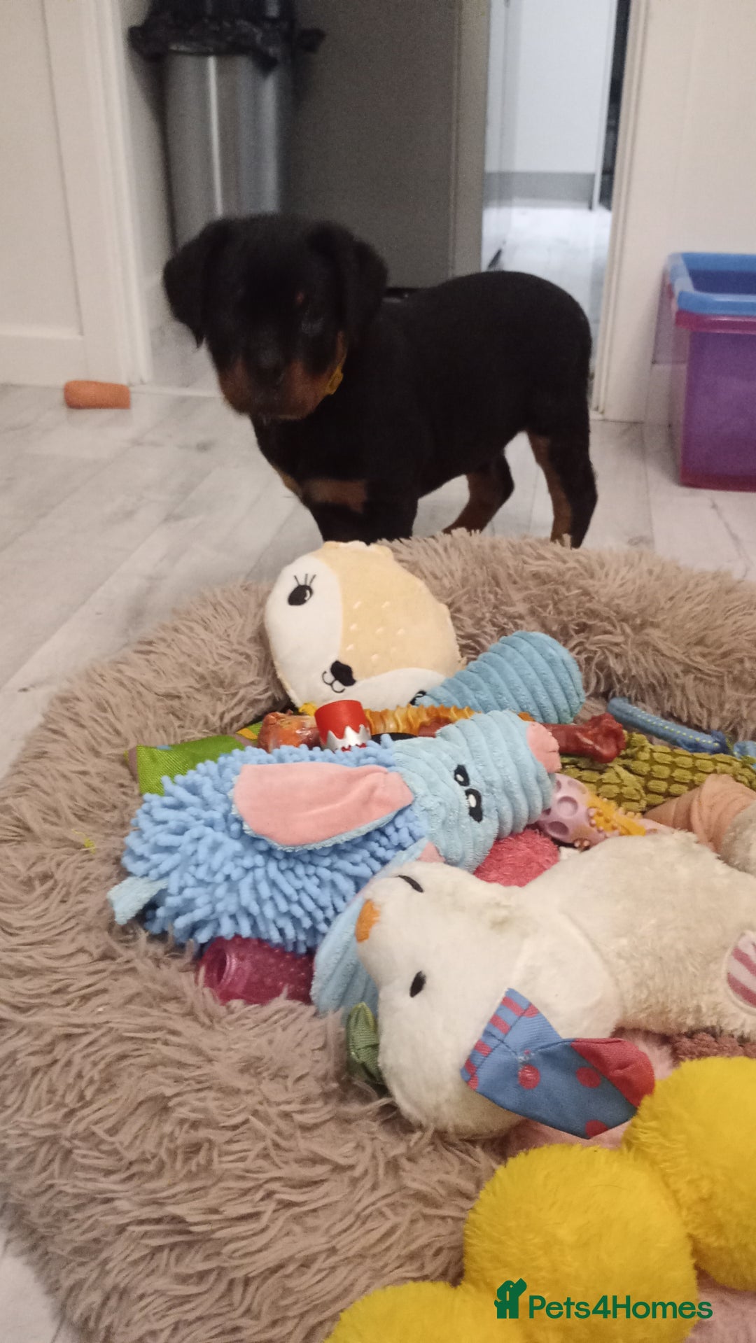 Rottweiler dogs for sale: ROTTWEILER PUPPIES- READY NOW - ONLY ONE LEFT!! - Advert 19