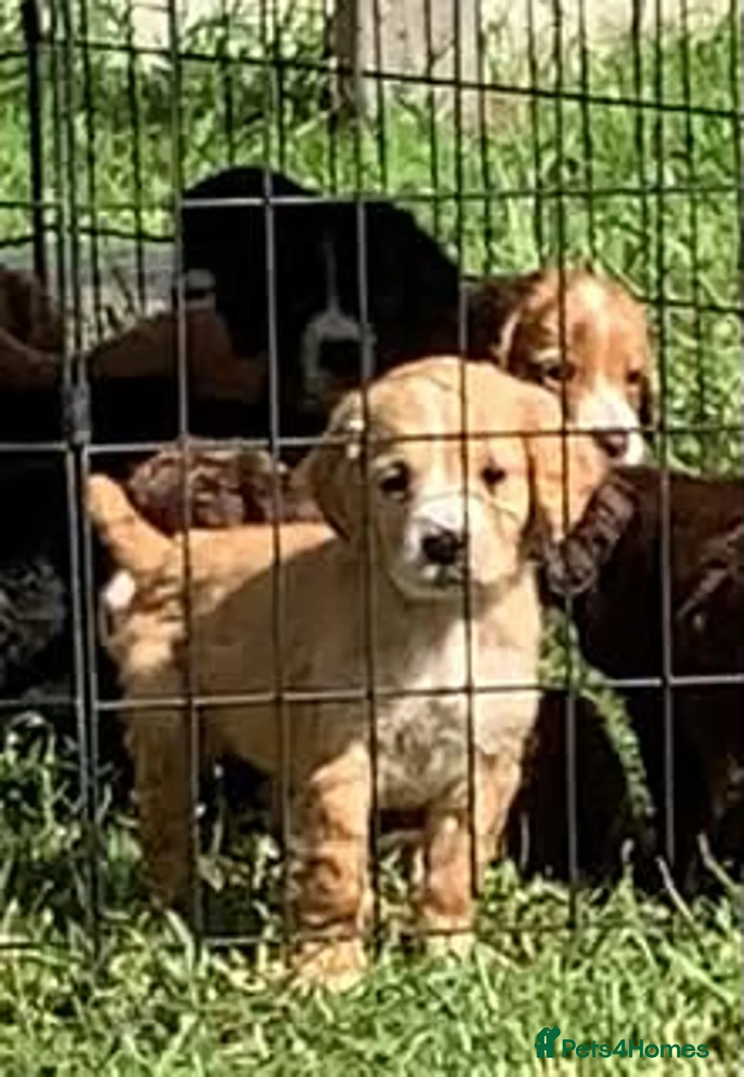 Cocker Spaniel dogs for sale: Beautiful cocker spaniel puppies for sale  - Advert 2