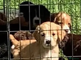 Cocker Spaniel dogs Beautiful cocker spaniel puppies for sale - Advert 5