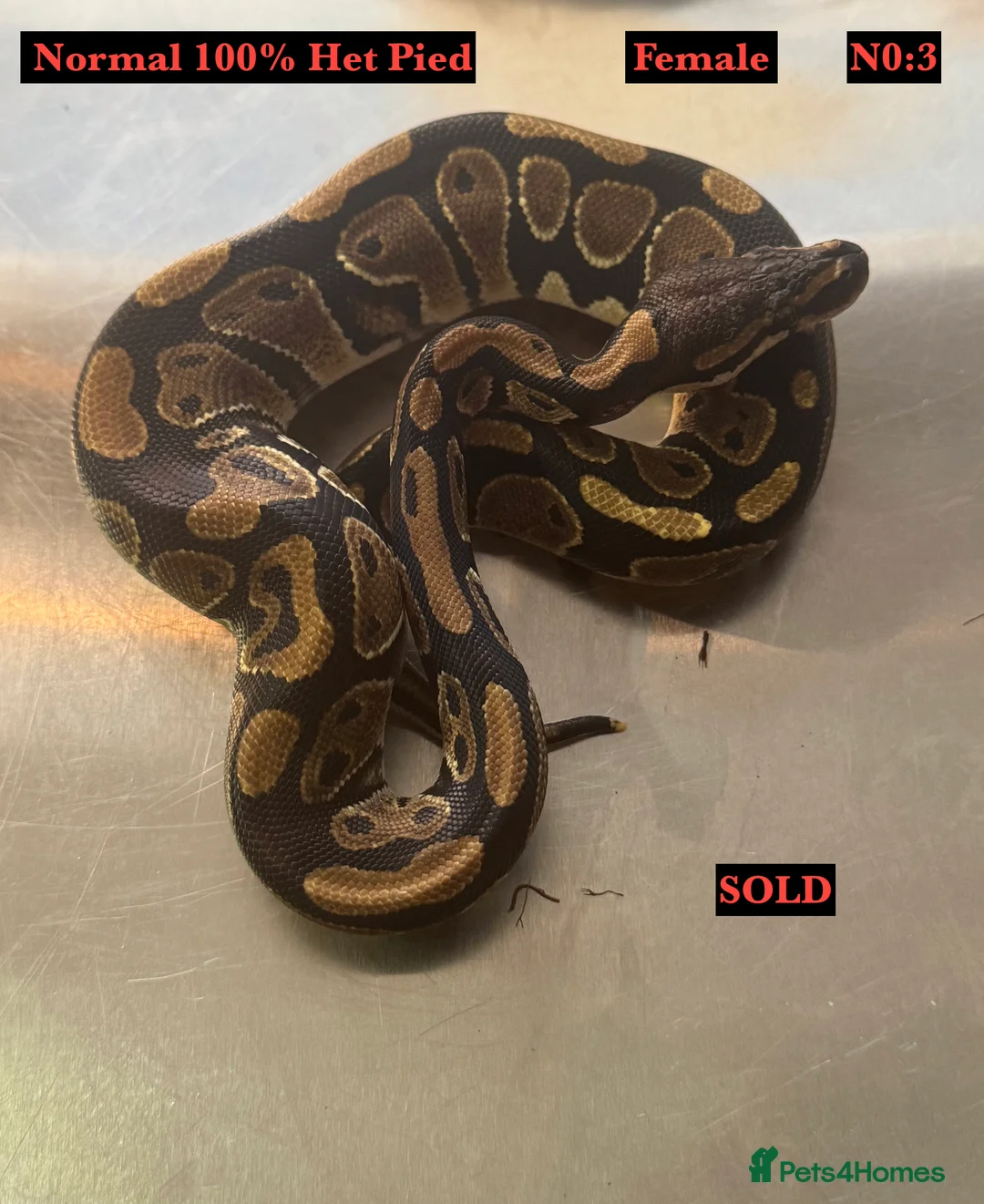 Python Snake reptiles for sale: Baby Ball Pythons - Advert 9