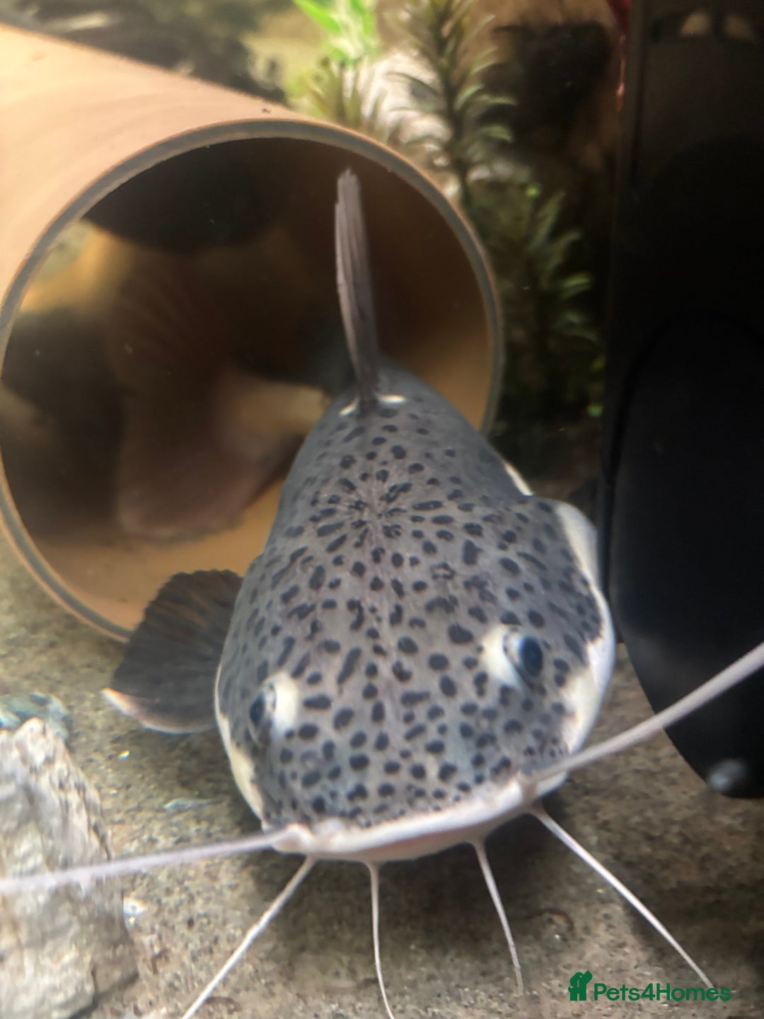 Catfish fish for sale: Red tail catfish  - Advert 1