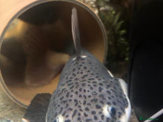 Catfish fish Red tail catfish - Advert 1