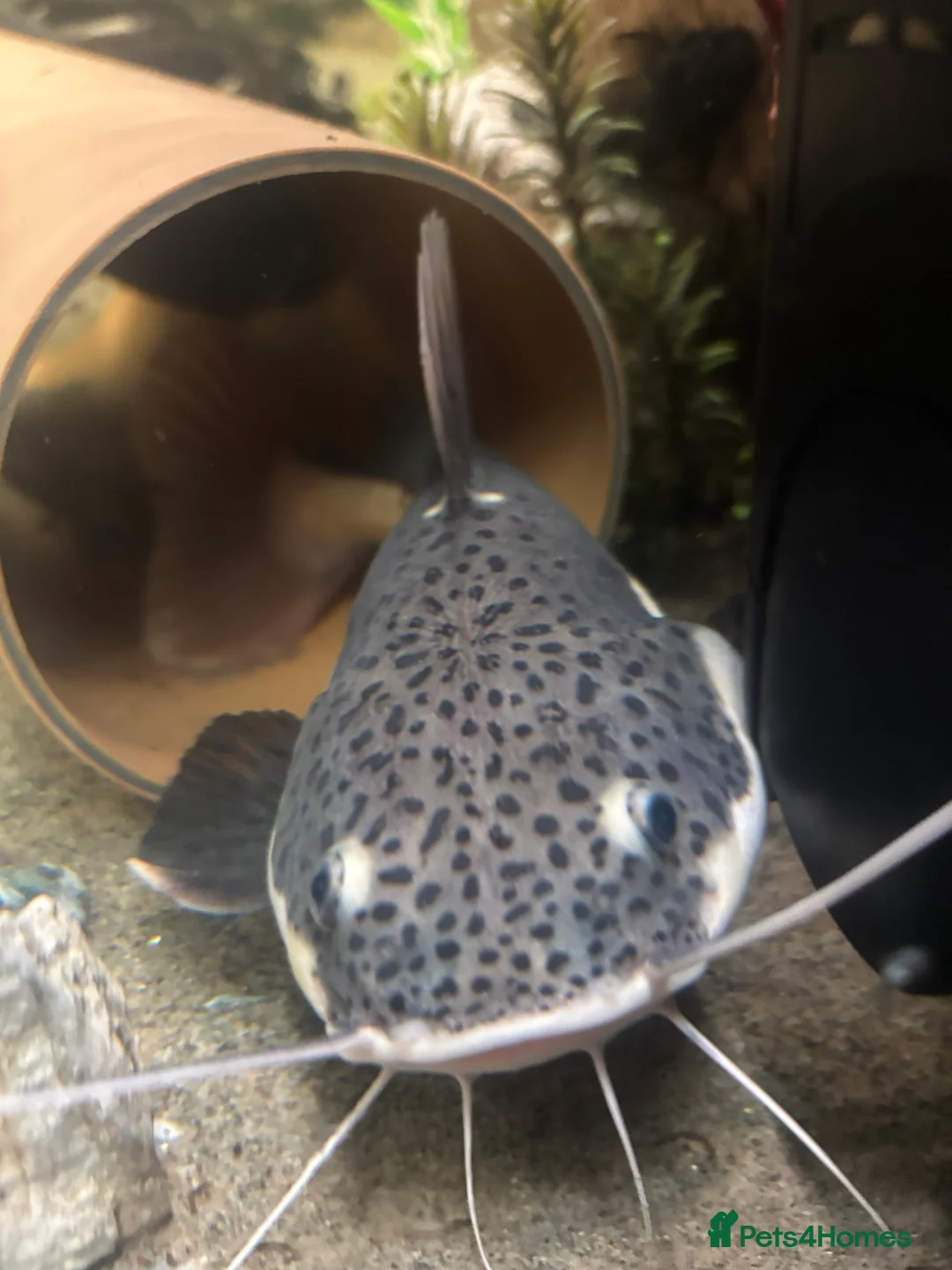 Catfish fish for sale: Red tail catfish  - Advert 1