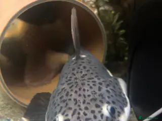 Catfish fish Red tail catfish - Advert 22