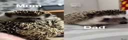 Pygmy Hedgehog rodents for sale: African Pygmy Hedgehogs  - Advert 7