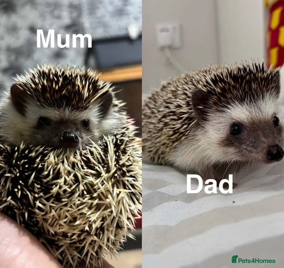 Pygmy Hedgehog rodents for sale: African Pygmy Hedgehogs  - Advert 7