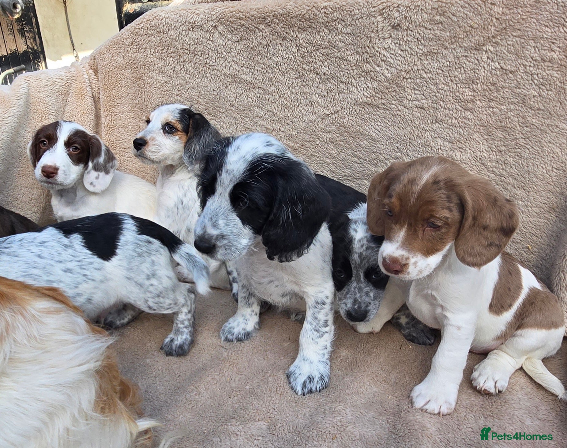 Cocker Spaniel dogs Beautiful litter of unusual colour Cocker spaniel  - Advert 1