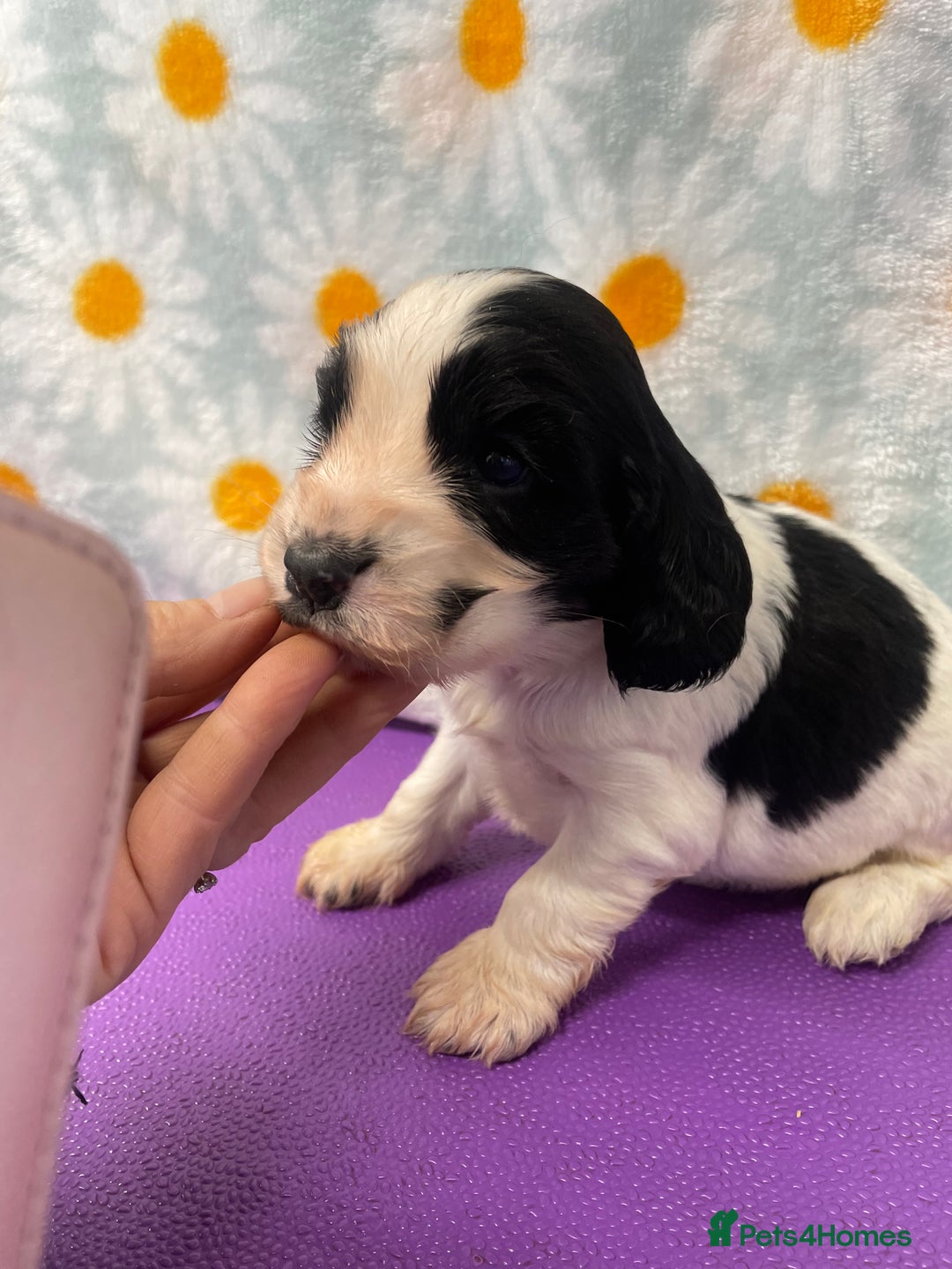 Cocker Spaniel dogs for sale: Beautiful show cocker spaniel babies - Image 8