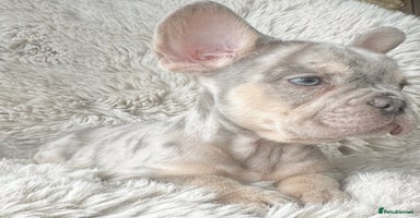 French Bulldog dogs - Advert 7