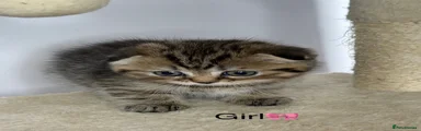 Scottish Fold 2