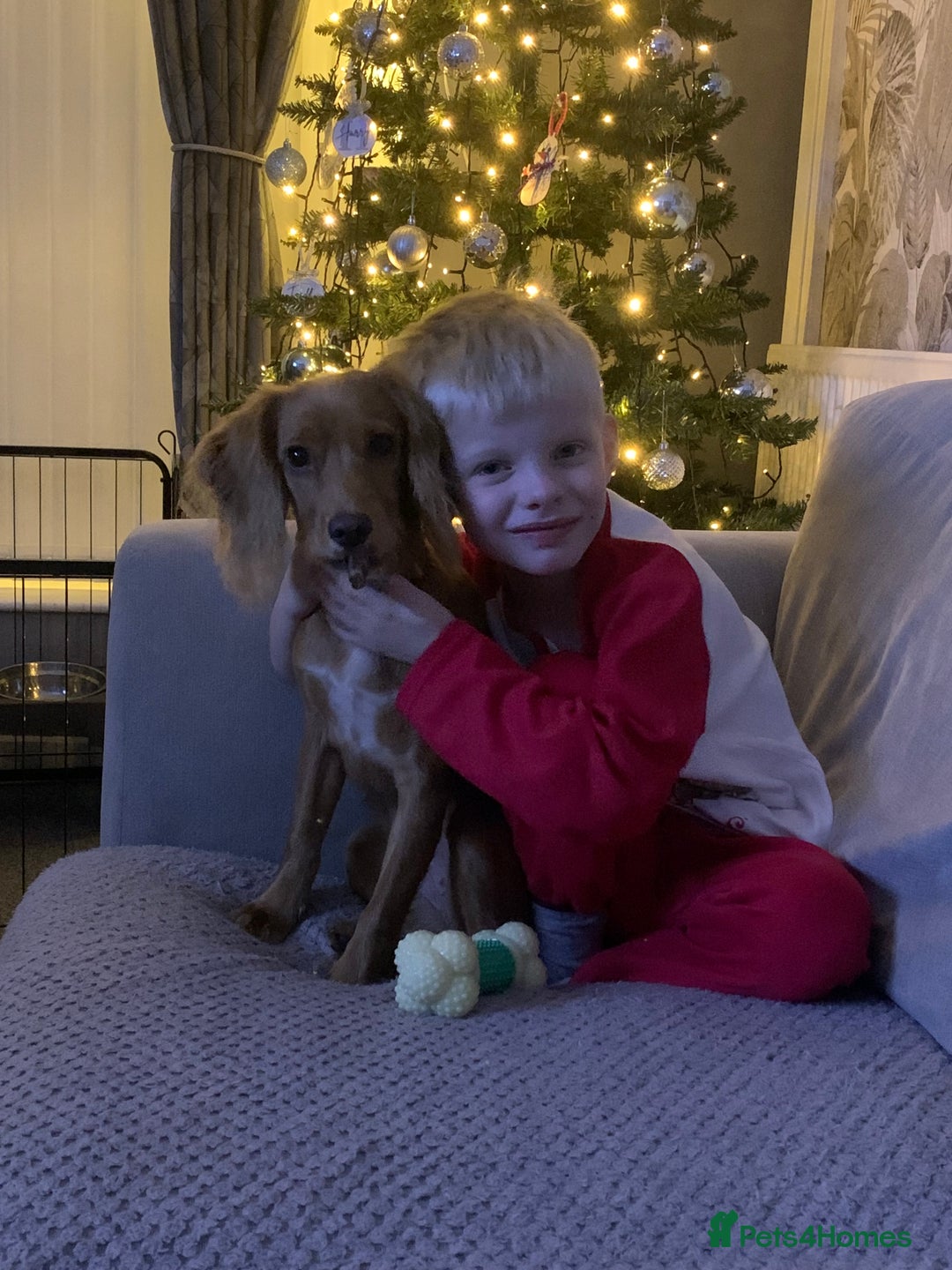 Cocker Spaniel dogs for sale: 7 month old female cocker spaniel - Advert 5