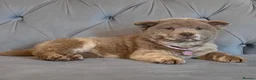 Chow Chow dogs for sale: Stunning exotic colour chowski puppies for sale  - Advert 8