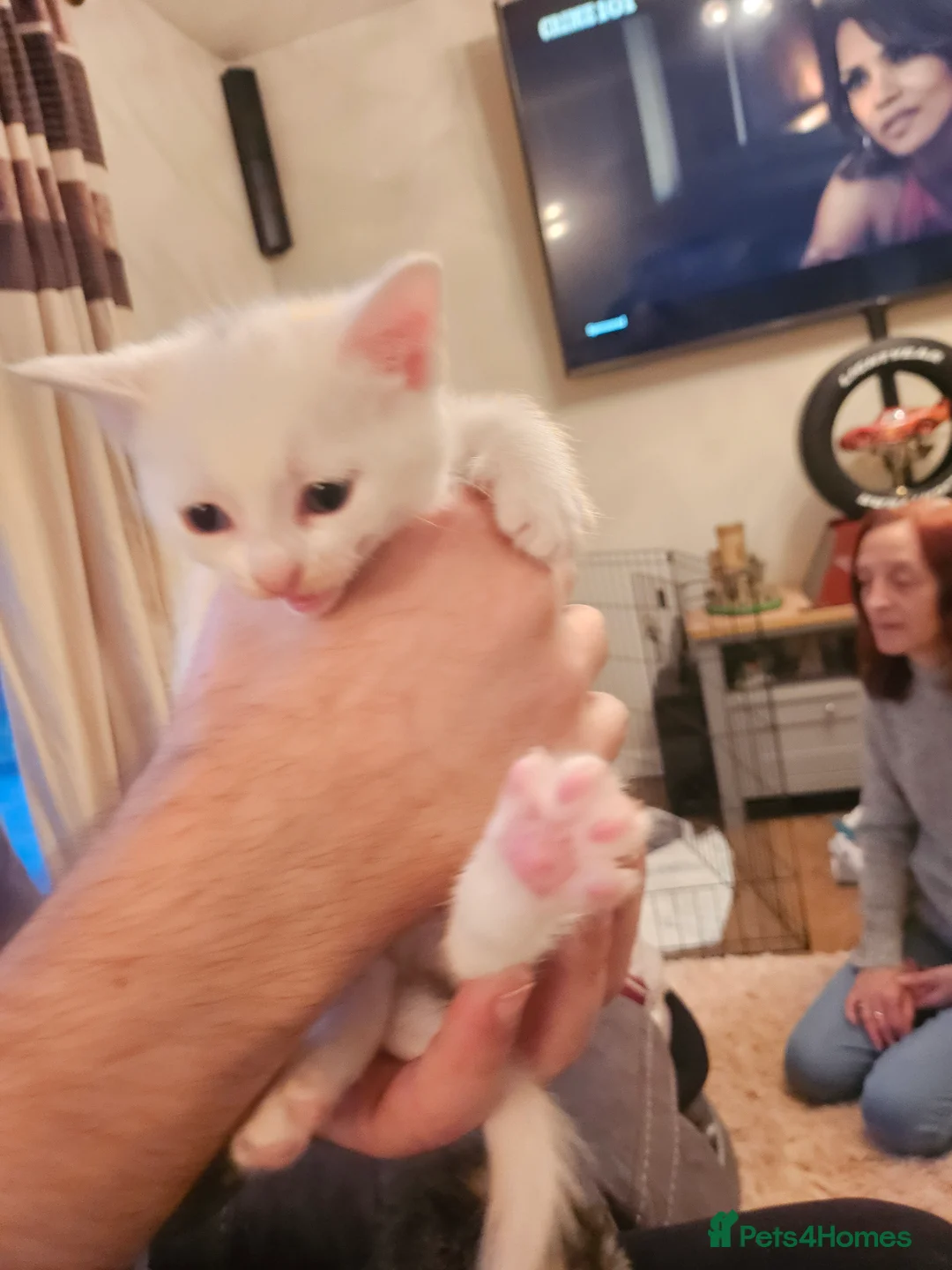 Mixed Breed cats for sale: Maine coon x sphynx kittens  - Advert 3