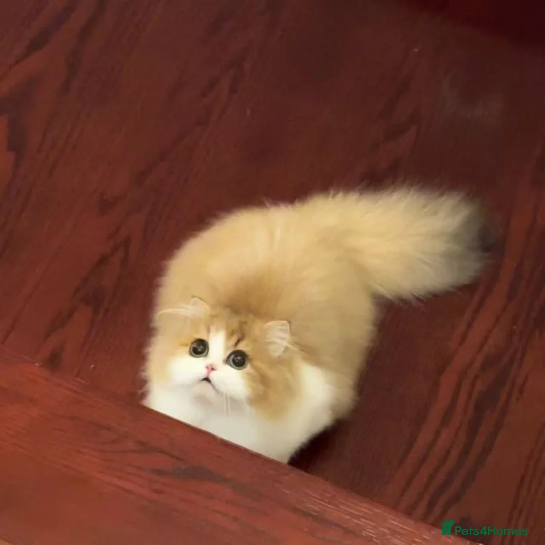 Munchkin cats for sale: Show-Quality Minuet Kittens – Rare in the UK - Advert 30