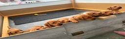 Labrador Retriever dogs for sale: Stunning Fox Red Working Labrador Retriever  in Bolton - Advert 41