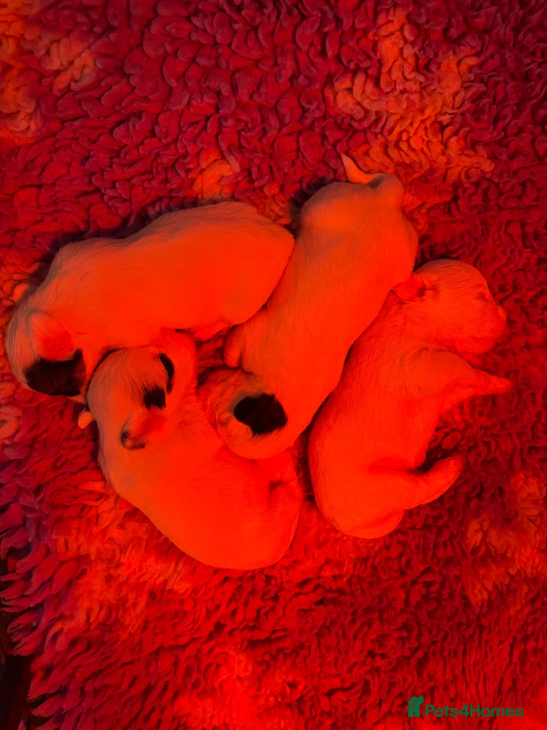 Sealyham Terrier dogs for sale: Sealyham Terrier Puppies  - Advert 11