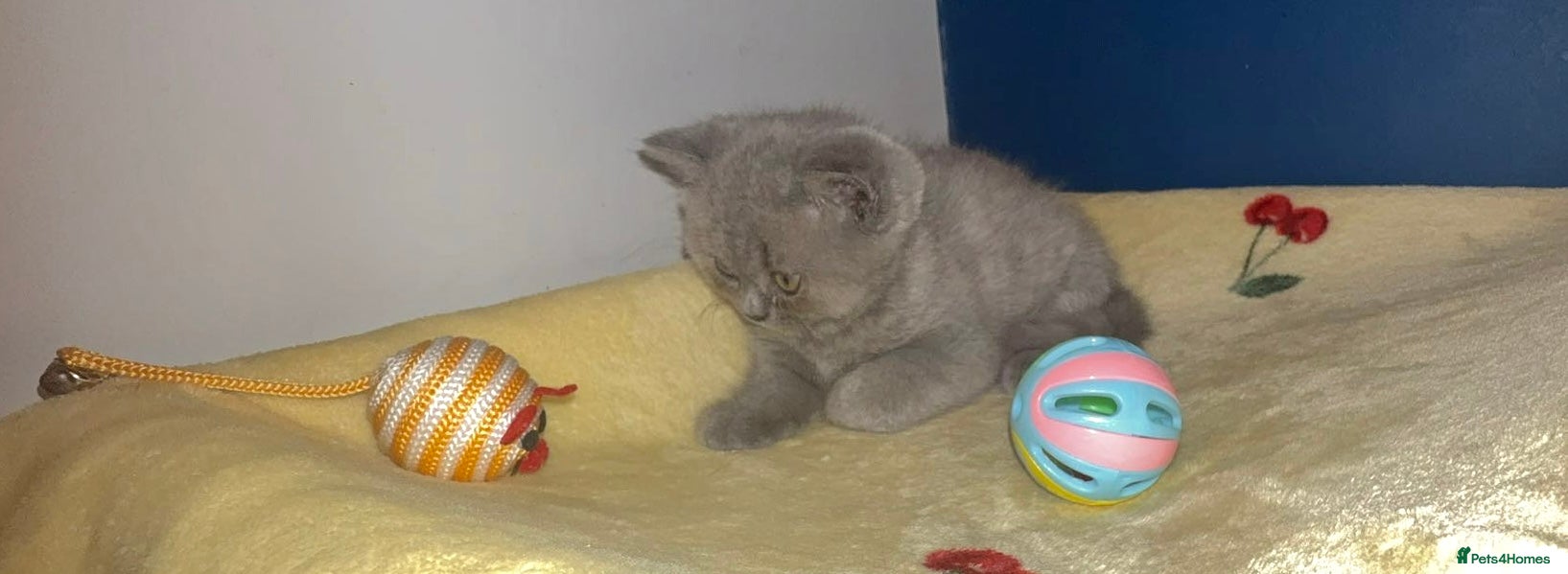 British Shorthair cats GCCF Registered Blue Female  - Advert 2
