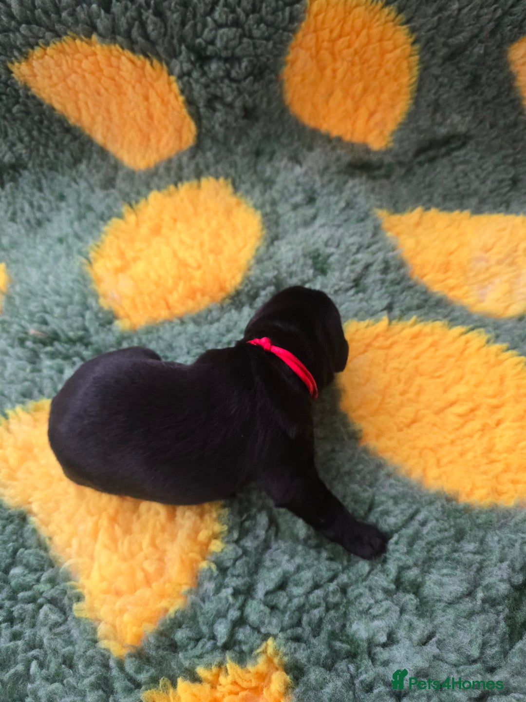 Labrador Retriever dogs for sale: KC Registered Labrador Puppies. - Advert 25