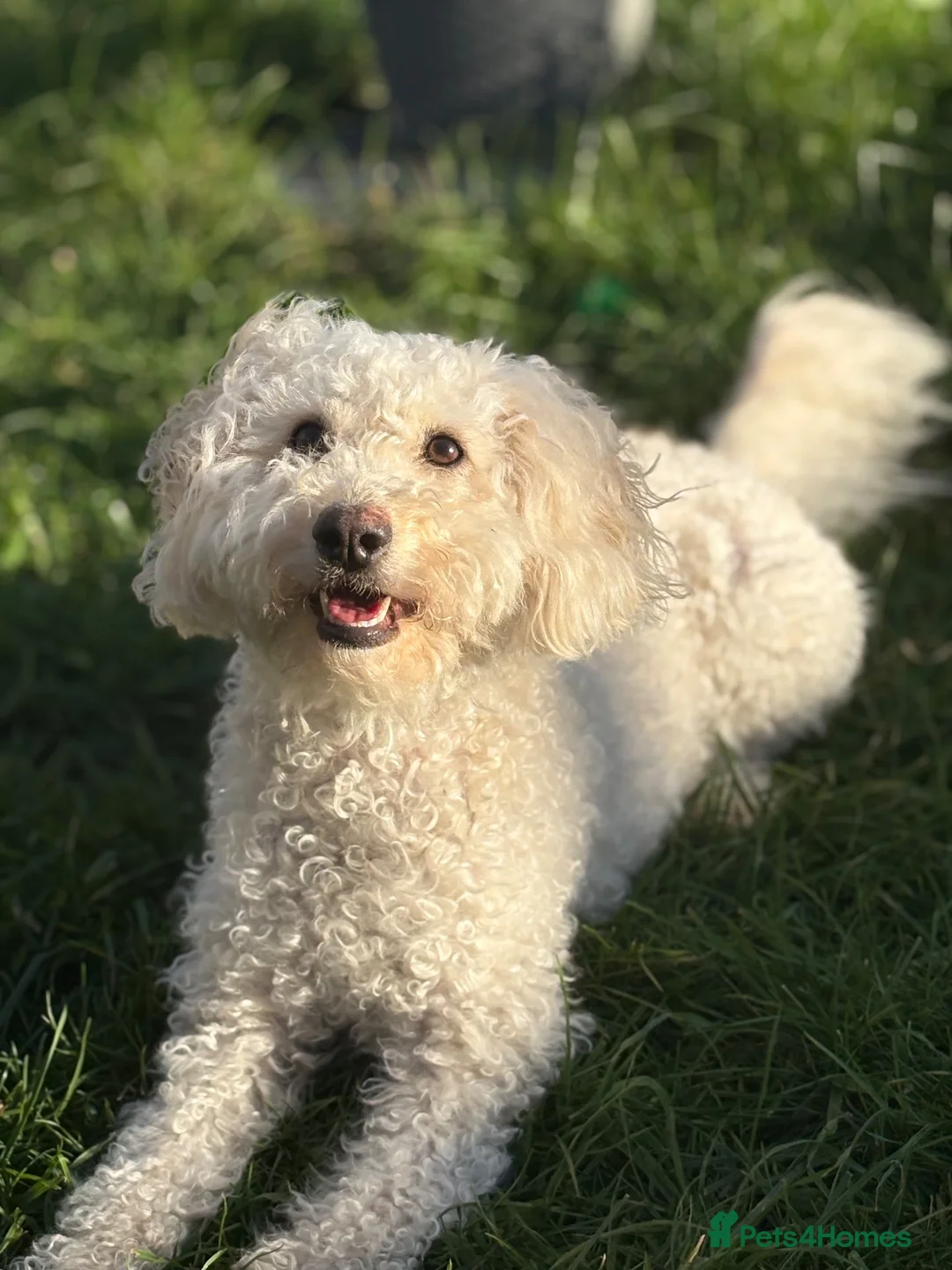 Cavapoochon dogs for sale: 2 year old female Cavapoochon  in Gloucester - Advert 1
