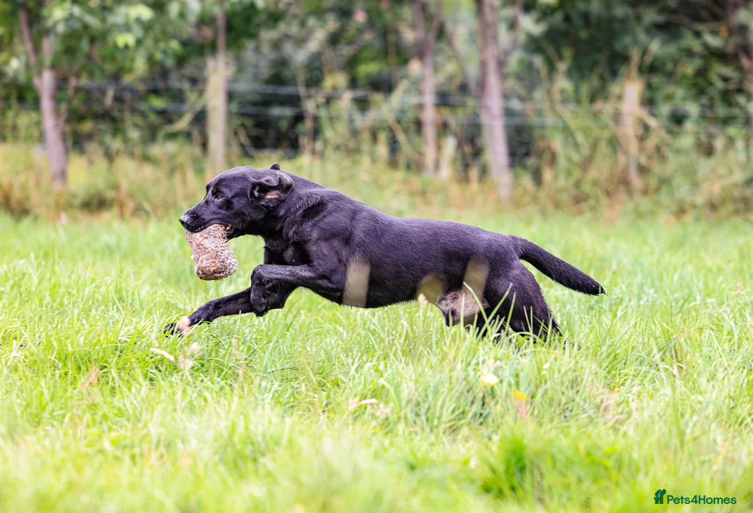 Labrador Retriever dogs for stud: Black labrador stud- FULLY HEALTH TESTED in Leyburn - Advert 7