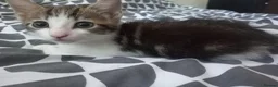 Mixed Breed cats for sale: Kitten for sale  - Advert 33