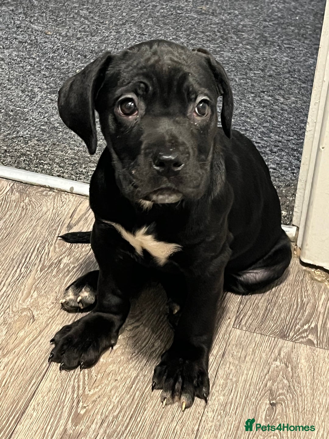 Cane Corso dogs for sale: Cane corso puppies - Advert 14