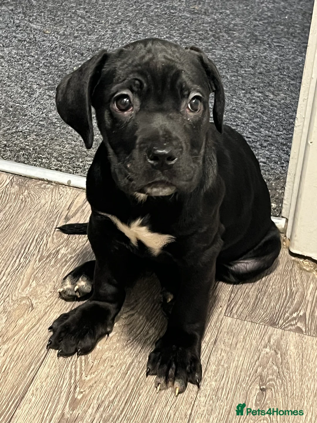 Cane Corso dogs for sale: Cane corso puppies - Advert 14