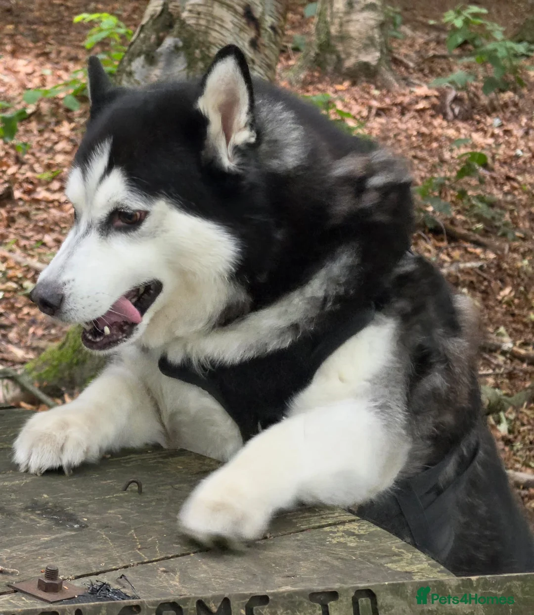 Alaskan Malamute dogs for sale: Hunter in Barnsley - Advert 2