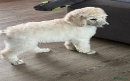 Standard Poodle dogs for sale: Standard poodle  - Image 39