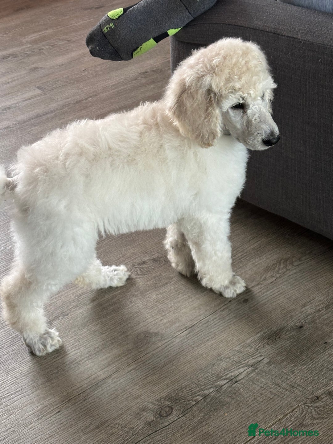 Standard Poodle dogs for sale: Standard poodle  - Image 39