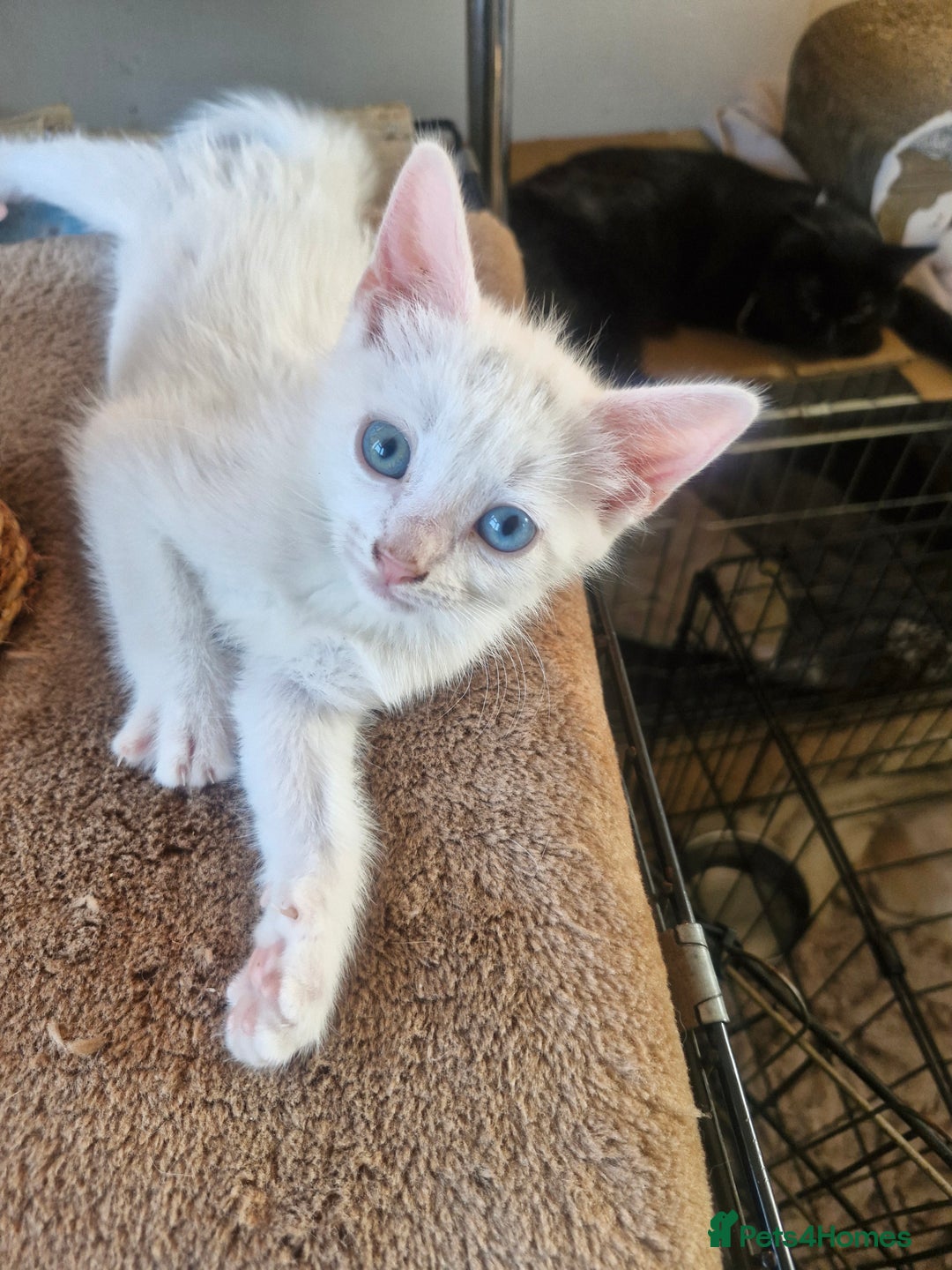Siamese cats for sale: Siamese /balinese cross kittens - Image 9