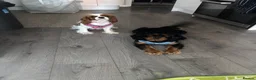 Cavalier King Charles Spaniel dogs for sale: King Charles cavalier heartbreaking sale in Eastleigh - Advert 4
