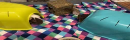 Guinea Pig rodents for sale: 2 male guinea pigs with complete set up   - Advert 4