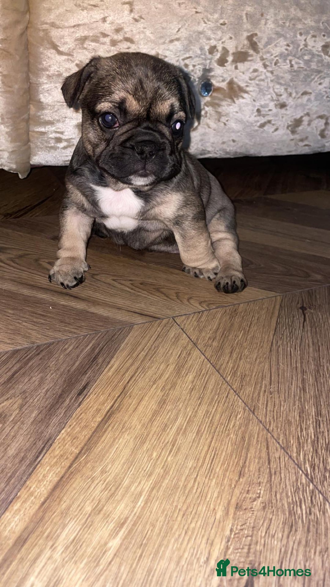 French Bulldog dogs for sale: Female French Bulldog Puppy For Sale  - Image 3