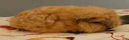 Guinea Pig rodents for sale: Pedigree Swiss Father + Son - Advert 8
