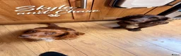 Cocker Spaniel dogs for sale: Beautiful Working Cocker Spaniel Puppies 🐾 - Advert 5