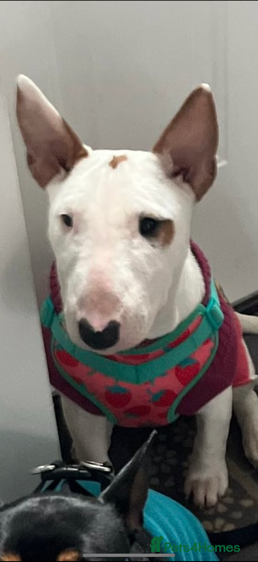 Miniature Bull terrier dogs for sale: Miniature Bull Terrier for sale  - Advert 3