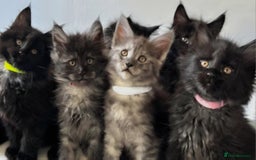 Maine Coon cats for sale: Stunning Maine Coon Kitten - Image 5