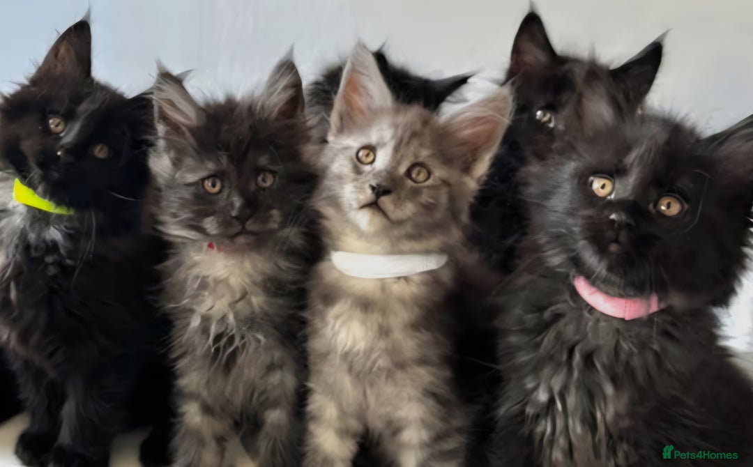 Maine Coon cats for sale: Stunning Maine Coon Kitten - Image 5