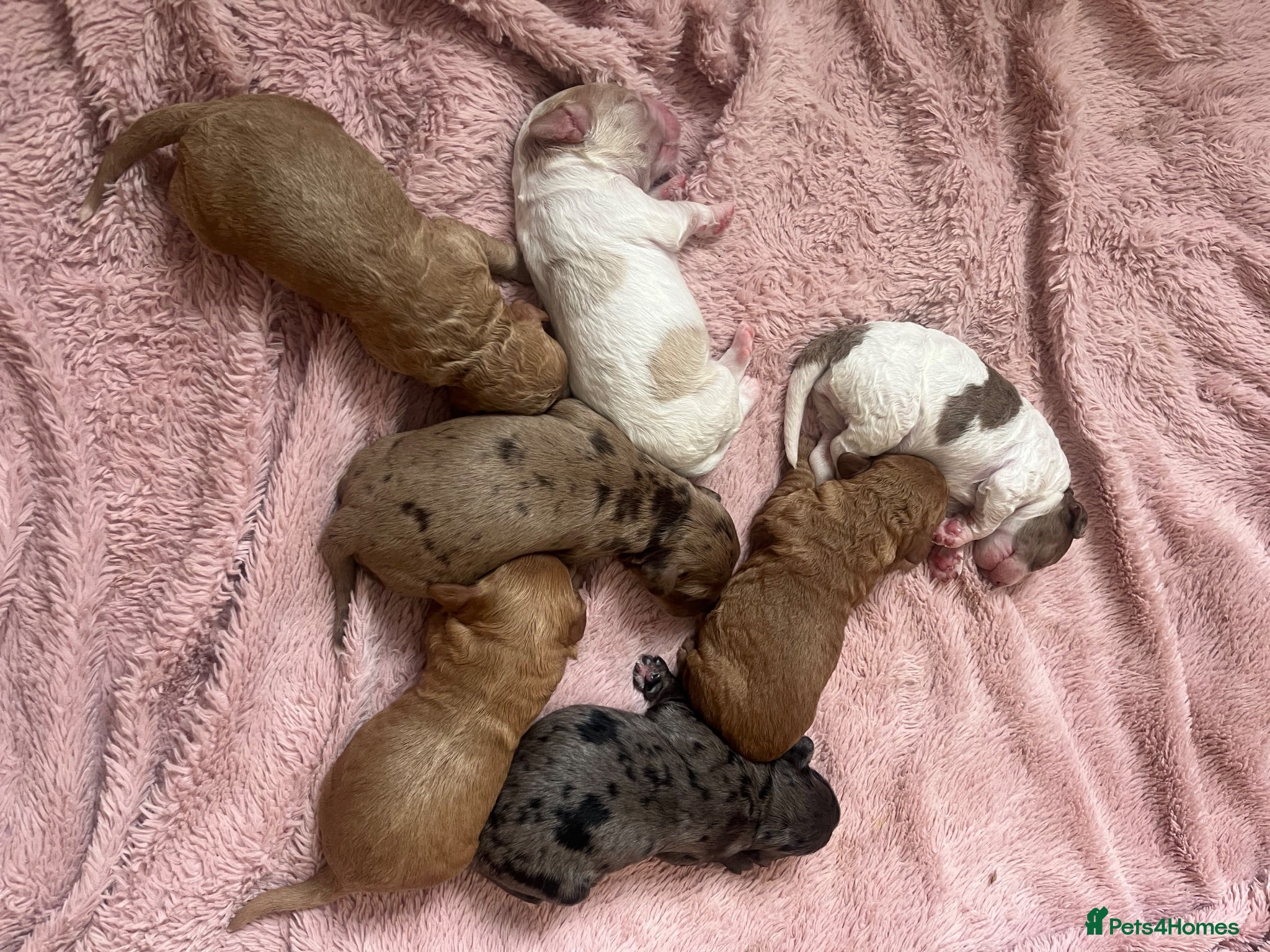Cavapoo dogs Beautiful cavapoo puppies 🐶 - Advert 4