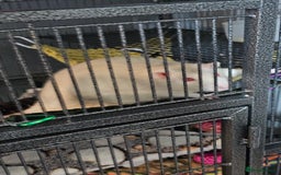 Rat rodents for sale: 3 male rats free to experienced home - Image 5